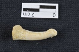 Spesies Manusia Baru Ditemukan di Filipina