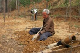 Salut, Meski Tanpa Kaki Kakek ini Ubah Bukit Tandus Jadi Hutan Rimbun