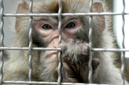 Ilmuwan China Masukkan Gen Otak Manusia ke Monyet untuk Membuatnya Pintar