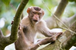 Ilmuan China Tanam Gen Manusia di Otak Monyet