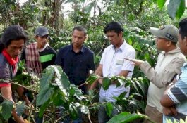 Di Jeneponto, Kopi Bontolojong Turatea Tembus Pasar Nasional