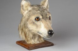 Seperti Ini Wajah Anjing pada 4500 Tahun Silam