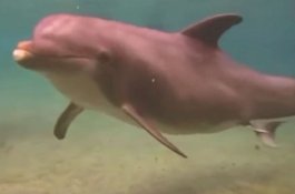 Lumba-lumba Ini Bertingkah Aneh, Penyelam Kemudian Temukan Alasannya