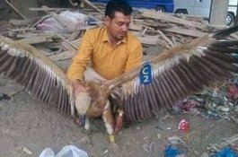 Ada Pelacak GPS di Kakinya, Burung Ini Ditangkap Sebagai Mata-mata di Yaman