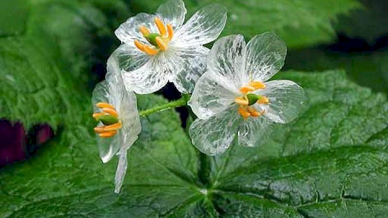 Skeleton Flower