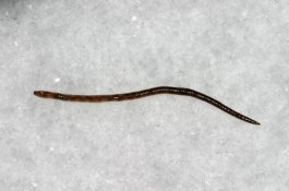 Hii, Pelanggan Temukan Cacing di Minuman McDonaldsÂ