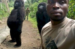 Lihat! Dua Gorilla Berpose Layaknya Manusia