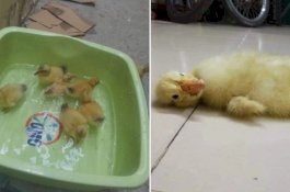 Wanita Beli 24 Butir Telur untuk Digoreng, tetapi Cuaca Panas Bikin Telur Bebek Itu Menetas