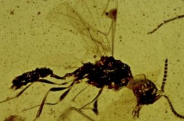 Tawon Dracula Berusia Ratusan Juta Taman Ditemukan Dalam Damar