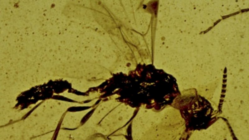 Supraserphites draculi ditemukan dalam damar