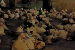 Video Anjing Dikarungi di Surakarta, Siap Dijagal untuk Dimakan