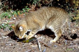 Pejabat Australia Bunuh Jutaan Kucing Liar Dengan Sosis Beracun