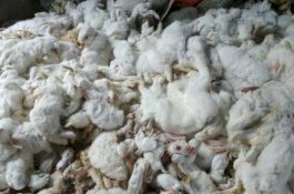 Pesta Petasannya Menyebabkan 10.000 Kelinci Mati, Pria ini Disuruh Bayar Rp927 Juta