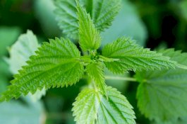 Gatal Gatal Berkhasiat, 8 Manfaat Daun Jelatang untuk Kesehatan