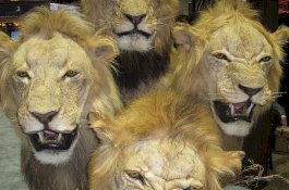 Ngeri! Puluhan Singa Dibantai di Peternakan, Tulangnya Dijual