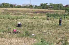 Gagal Panen, Petani Padi Merugi di Jeneponto
