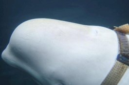 Paus Mata-mata Ditemukan di Norwegia, Diyakini Milik Militer Rusia