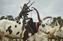 Ditawari 40 Sapi Sebagai Mahar Tapi Menolak, Wanita ini Tewas Dipukuli Saudaranya