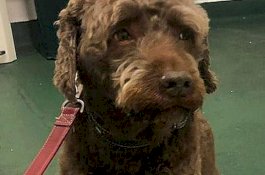 Anjing Nakal Makan Uang Cash Senilai Rp2,9 Juta