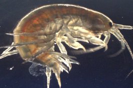 Penelitian Temukan Kokain Dalam Udang Air Tawar