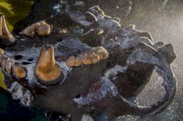 Kerangka Hewan Buas Zaman Es Ditemukan di Gua Bawah Laut