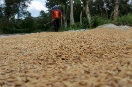 Harga Padi Anjlok di Bulukumba, Petani: Kasihan Kami
