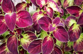 Bagaimana Tanaman Coleus Bisa Menurunkan Berat Badan?
