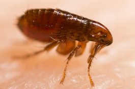 Kantor Polisi Dievakuasi Setelah Diserang Kutu Penghisap Darah