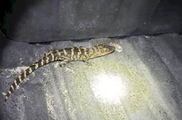 Disetop Polisi, Wanita Ini Keluarkan Buaya dari Legingnya