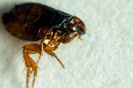 Diserang Wabah Kutu, Kantor Polisi di Paris Tutup