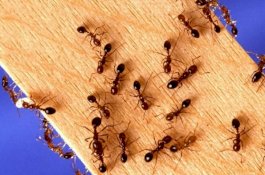 4 Trik Sederhana Singkirkan Semut