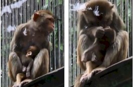 Sedihnya, Ibu Monyet Terus Peluk dan Cium Bayinya yang Telah Mati