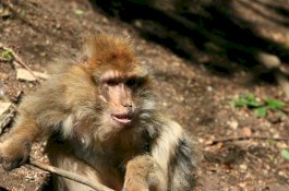 Tak Bisa Puaskan Betina, Monyet yang Terancam Punah Dipukuli Kawanannya Hingga Mati