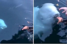 Video Viral, Ikan Paus Kembalikan Ponsel Wanita yang Jatuh ke Laut