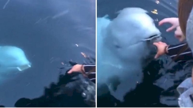 Ikan paus beluga, mengembalikan ponsel wanita yang tercebur ke laut.
