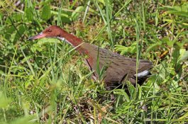 Sudah Punah, Spesies Burung Ini Muncul Lagi Usai Berevolusi
