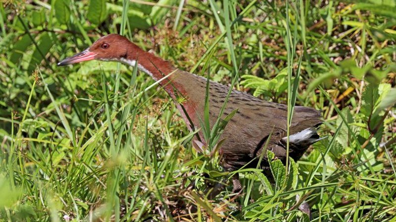 Sudah Punah, Spesies Burung Ini Muncul Lagi Usai Berevolusi