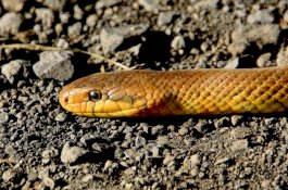 Sebelum Mati karena Racun, Petani Ini Balas Dendam dengan Gigit Balik Si Ular