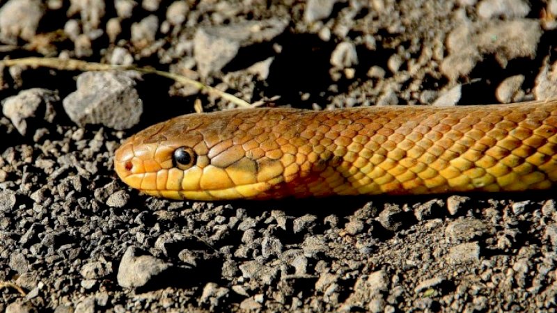 Sebelum Mati karena Racun, Petani Ini Balas Dendam dengan Gigit Balik Si Ular