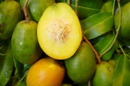 7 Manfaat Kedondong untuk Kesehatan yang Kurang Diketahui