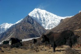 Terjebak Salju, 300 Yak Himalaya Mati Kelaparan di Pegunungan