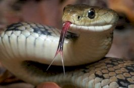 Dipatuk Ular, Petani Ini Balas Gigit Kemudian Sama-sama Tewas