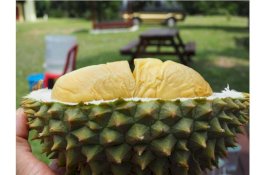 Dikira Kebocoran Gas, 550 Mahasiswa Dievakuasi, Padahal Cuma Aroma Durian