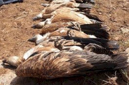 Seorang Pria Ditangkap Karena Meracuni Setengah Populasi Burung Langka