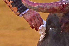 Video Matador Menyeka Air Mata Banteng yang Terluka Sebelum Membunuhnya