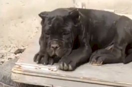 Pria China Dipenjara Lantaran Beri Nama Ilegal untuk Anjingnya