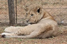 Gadis 4 Tahun Dicakar Singa Hingga Kulit Kepalanya Robek