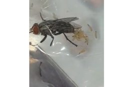 Video: Ngerinya ketika Lalat Menghinggapi Makanan