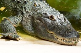 Nelayan Tewas Diserang Buaya di Bendungan, Penisnya Dilahap