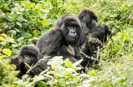 Peneliti Pelajari Hewan Ikut Berkabung Jika Rekannya Mati